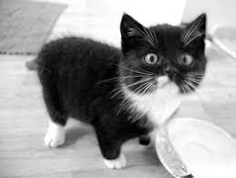 Ty beanie baby cabaret the black and white cat plush (6.5 inch) chasingbeanies. Black And White Cat By Idrilian On Deviantart Cat Photography Black And White Kittens White Cats
