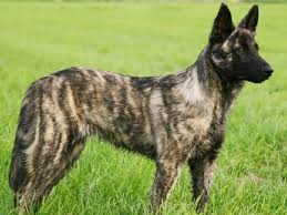 Brushing frequency varies depending on the coat type: Pastor Holandes Todas Las Razas De Perros