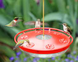 Attract more hummingbirds this year with these beautifully reviews of top feeder brands such as perky pet, first nature, aspects, gnome and more birds are included. 7 Benefits Of Using Dish Hummingbird Feeders Slideshow