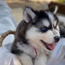 See more ideas about husky dogs, husky, dogs. Husky Malmut Ekat Ae