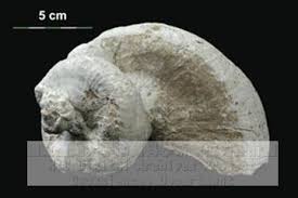 Image result for Requienia