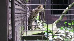 Zoologická zahrada ostrava se nachází v ostravské stromovce na území městského obvodu slezská ostrava. Zoo Ostrava Serval Youtube