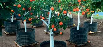 If you're looking for landscaping. Small Fruit Trees