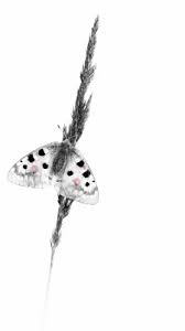 Download butterfly aesthetic wallpaper for free, use for mobile and desktop. Black And White Butterfly Iphone 1080x1920 Wallpaper Teahub Io