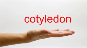 Cotyledon | English Meaning - Cambridge Dictionary