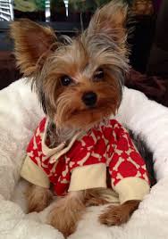 Teacup Black And Brown Yorkie Yorkie Puppy Leia 8 Months Old Yorkie Puppy Yorkie Yorkie Dogs