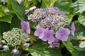 Lime is highly alkaline, which means it serves to raise the ph of your planting soil, causing pale blue hydrangeas to become a rosy pink in the process. Lacecap Hydrangea Plant Care And Growing Guide
