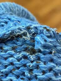 Image result for bed bugs eggs