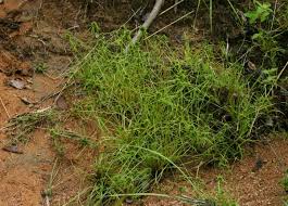 Image result for Lipocarpha