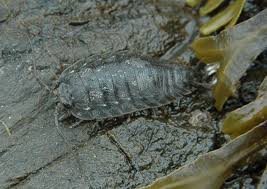 Image result for Ypsilopus liae