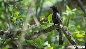 Tu burung / manook emprit gantil bunyi terus siang malam selama 2 hari bertengger di pohon mangga besar. Mitos Dan Fakta Burung Kedasih Konon Kicauannya Pertanda Kematian