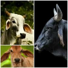 Camel milk is rich in nutrients, including proteins and good fats. Which Animal S Milk Is More Nutritional Than Cow S Milk Quora
