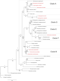 Image result for Pimpinella alismatifolia