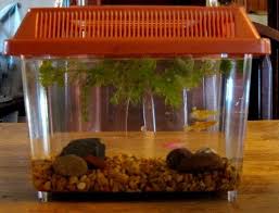 Choose some candles of different sizes to place inside the tank. Diy Mini Aquarium Wired