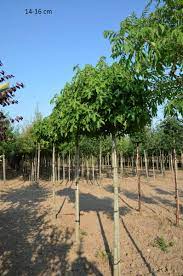 Sonnig sollte der platz für liquidambar styraciflua 'gum ball', stamm sein. Sie Suchen Etwas Individuelles Fur Ihren Garten Kein Problem Erwerben Sie Hier Bereits Grosse Kugel Amberbaume Wir Liefern Bis Direkt Zum Pflanzort