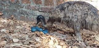 Like puppies, bunnies, babies, and so on. Emu Egg And Baby Packaging Type Echo Frindly Paking For Mess Rs 800 Pair Id 20665614648