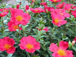 My Dry Tropics Garden Portulaca Grandiflora Sun Jewels Portulaca Grandiflora Hanging Plants Beautiful Flowers