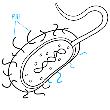 Check spelling or type a new query. How To Draw Bacteria Really Easy Drawing Tutorial