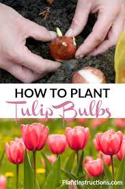 How To Plant Tulip Bulbs Planting Tulips Tulip Bulbs Growing Tulips