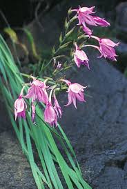 Image result for Sebaea leiostyla