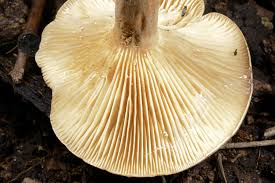 Image result for Lactarius mutabilis