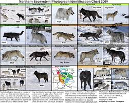 a naturalists world w o l f c h a r t s wolves of