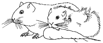 Ausmalbilder meerschweinchen in der rubrik ausmalbilder meerschweinchen zum ausdrucken und ausmalen. Meerschweinchen Malvorlage Coloring And Malvorlagan