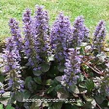 Flower carpets cover roses (amber cover, charming cover, golden cover, sweet cover). Ajuga Bugle Planting And Growing Guide