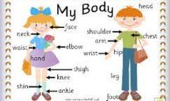 Learn these parts of body names to increase your vocabulary words in english. Parts Of The Body Materi Bahasa Inggris Sd Kelas 5 Belajar Bahasa Inggris Online Gratis