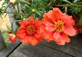 La portulaca raggiunge al massimo i 40 cm di altezza. Portulaca Portulaca Oleracea Piante Annuali La Coloratissima Portulaca