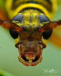 Image result for Micractis bojeri