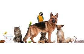 Brand new facility in the high country. Animal Emergency Pet Care Clinic Of The High Country 1710 Highway 105 Boone Nc 28607 Yp Com