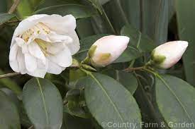 Camellia Christmas Daffodil A Mid Season To Late Flowering Small Leafed Camellia Japonica Cultivar American Raised And I Daffodil Photos Daffodils Camellia