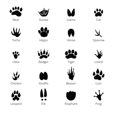 You Can Use Cute Paw Prints On T Shirts Cards Bedsheets Fliers Etc And Create Your Own Unique Design C Paw Print Clip Art Animal Print Tattoo Paw Drawing