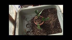 Planting your christmas cactus in the correct type of potting soil will help the plant remain healthy and strong. Potting Up Christmas Cactus Cuttings Youtube