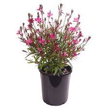 See more ideas about flowering shrubs, small shrubs, shrubs. 140mm Butterfly Bush Gaura Lindheimeri Bunnings Warehouse Butterfly Bush Perennial Plants Perennials