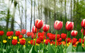 Ukurannya bisa mencapai 8 inchi saat mekar secara penuh di. Cantiknya Gambar Jenis Bunga Tulip Dari Berbagai Taman Di Dunia Kuya Hejo