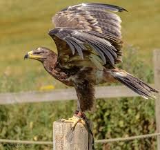 صور صقر خلفيات صقور Hd وبعض المعلومات عن الصقور Animals In The Bible Pet Birds Eagle