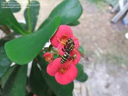 It produces large pink flowers and is one of the best flowering cactus plants on the list! Plant Identification Closed Flowering Cactus Or Succulent 3 By Confused1956