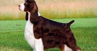 Bench Essfta English Springer Spaniel Field Trial Association Springer Spaniel English Springer Spaniel English Springer