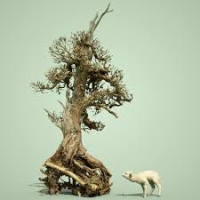 Dead Bonsai Tree 5 3d Model Bonsai Tree Tree Images Bonsai