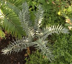 Image result for Cycadaceae