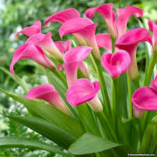 Super Gem Calla Lily Is A Spectacular Hot Pink Hybrid That Lights Up Garden Beds With Its Tall Fluted Blooms And Strong Tropical Bunga Tanaman Kecantikan