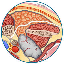 Image result for Paropsia