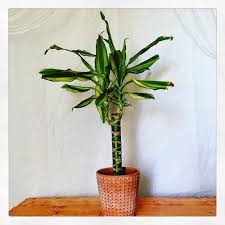 Image result for Dracaena steudneri