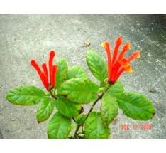 Image result for Scutellaria violascens