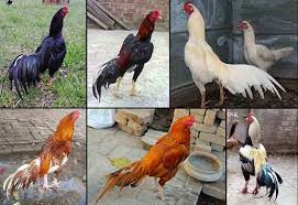 Sama seperti klawu, bangkok wido/jalak juga kurang peminat lantaran warna yang kurang menarik. Urutan Nama Ayam Bangkok Terlengkap Dari Warna Bulunya