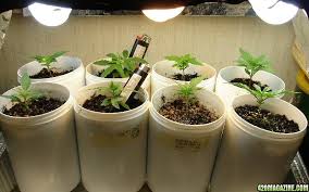 Characteristics mid wattage metal halide lighting. Cfls Watts Per Plant Nutrients 420 Magazine