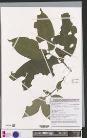 Image result for Oxyanthus speciosus