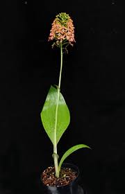 Image result for Cynorkis debilis